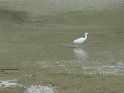 2011-09-27 11-46-54 Aigrette dans la Riviere de Pont L'Abbe MBo